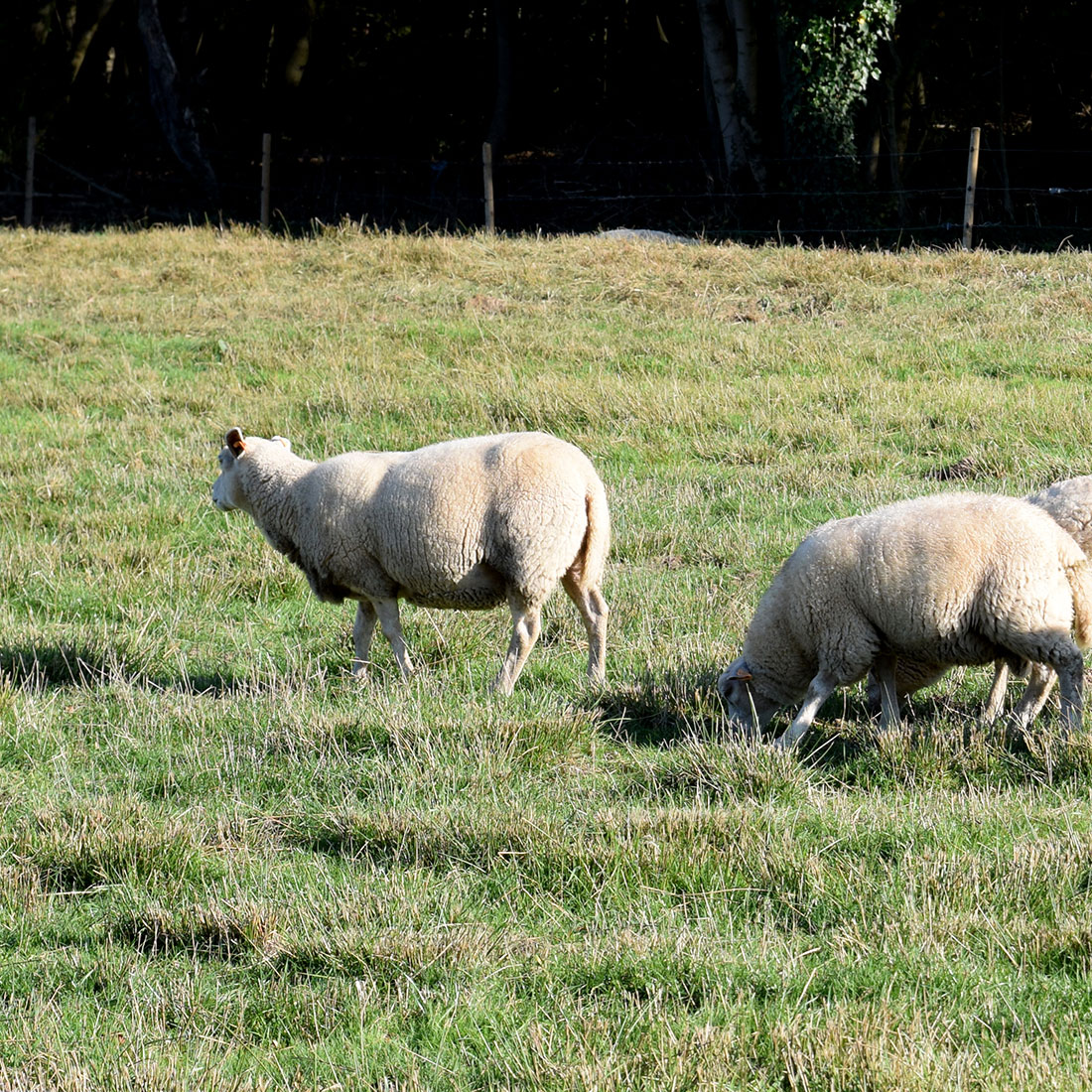 Moutons de la ferme
