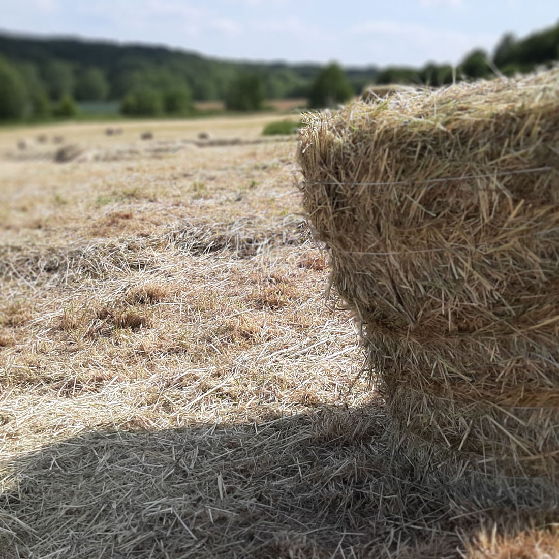 Paille à la ferme