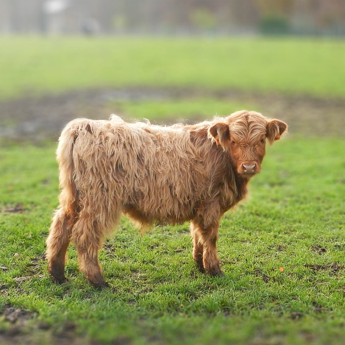 Vache de la Ferme de Forestaille