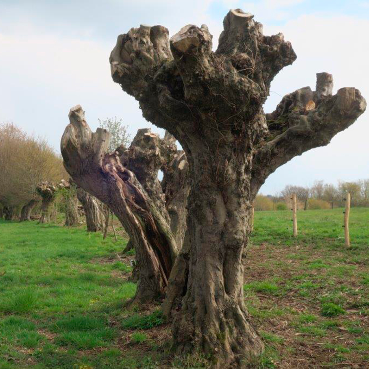 Arbre Tétards de la Ferme de Forestaille